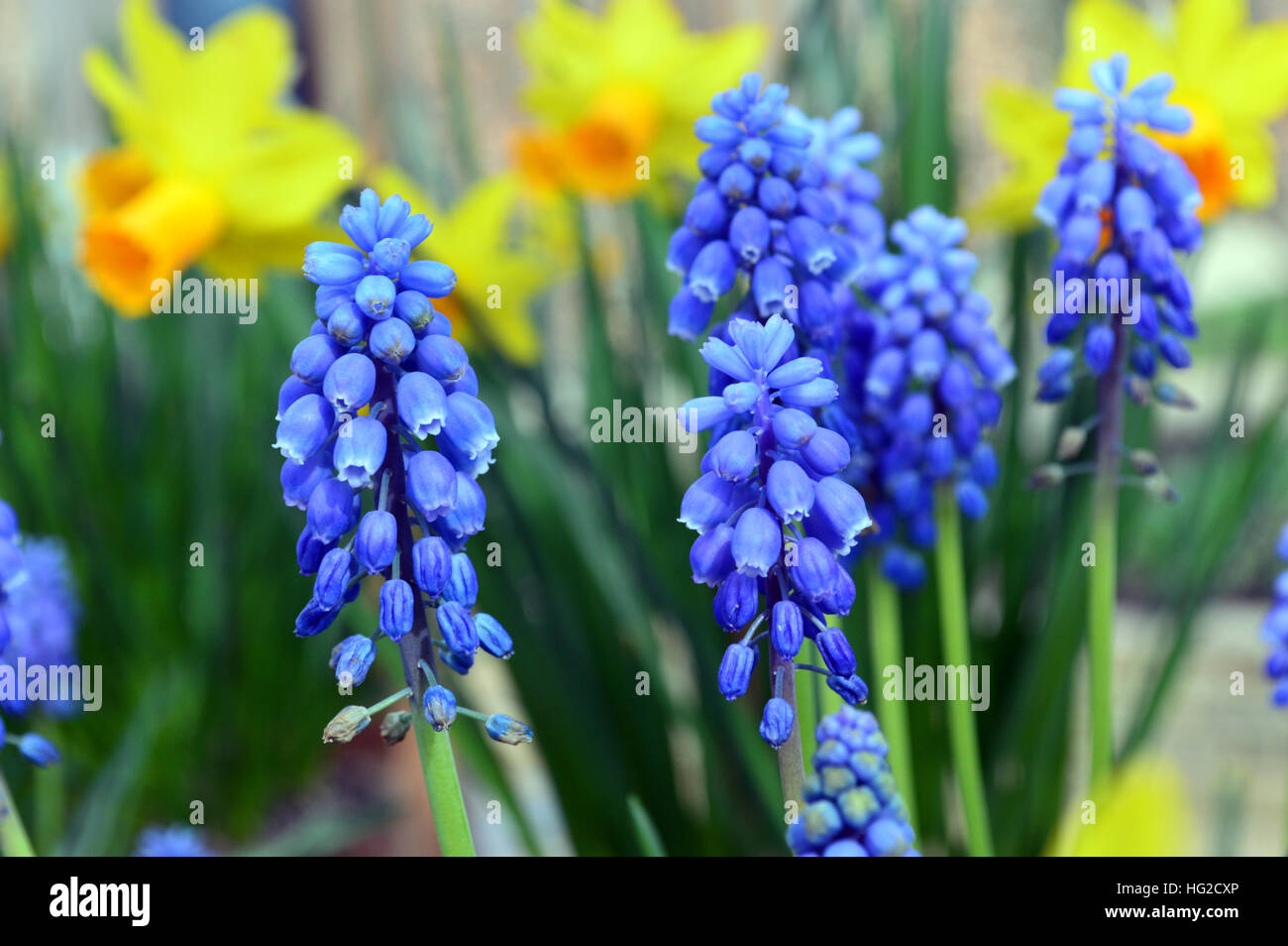 Muscari Aucheri (Blue Magic) Grape Hyacinth with Daffodils at RHS Garden Harlow Carr, Harrogate, Yorkshire. England, UK Stock Photo
