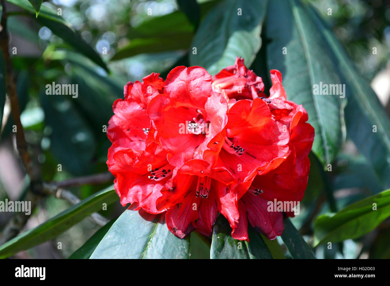 Red Rhododendron Flower & Leaf in Sunshine at RHS Garden Harlow Carr, Harrogate, Yorkshire. England, UK. Stock Photo