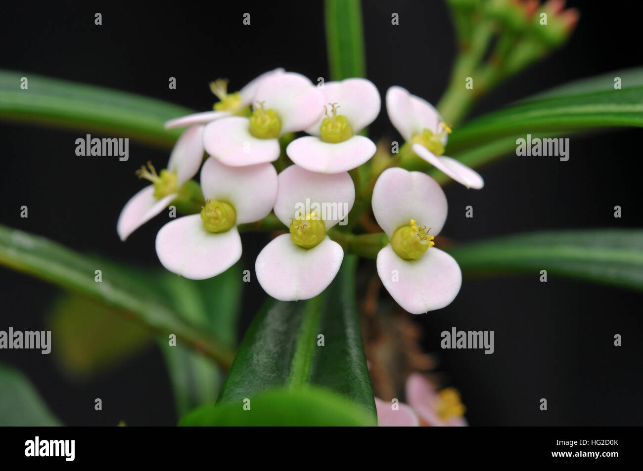 Euphorbia lophogona Stock Photo