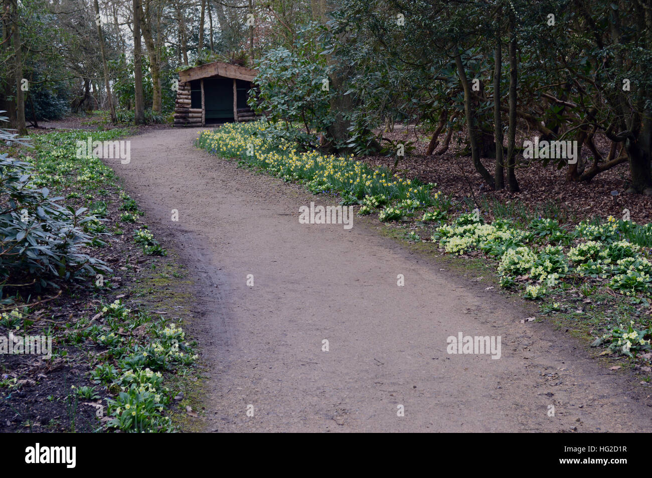 A Border of Daffodils & Bluebells next to Footpath Leading to a Wooden Summerhouse at RHS Garden Harlow Carr, Harrogate. Stock Photo