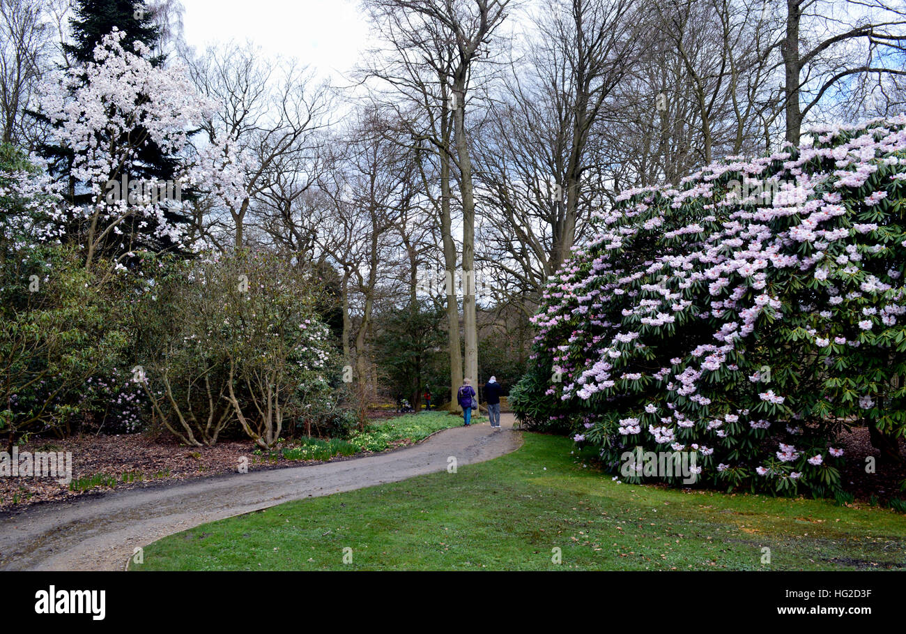 A Couple Walking Between White & Pink Rhododendron Trees at RHS Garden Harlow Carr, Harrogate, Yorkshire. England, UK. Stock Photo