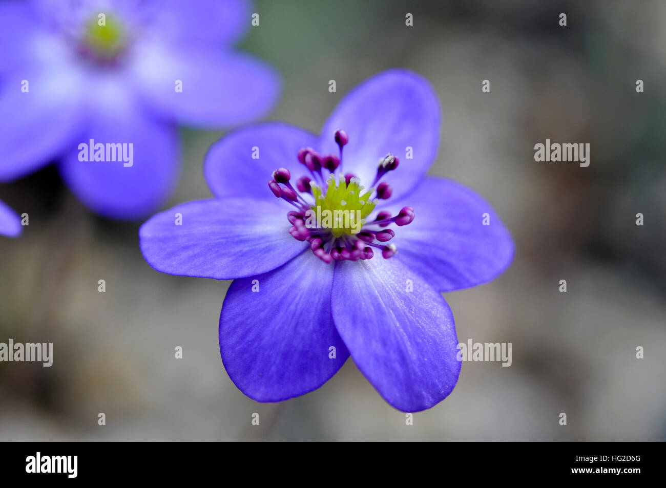 Blue colored flower of a crossing from a liverleaf Stock Photo
