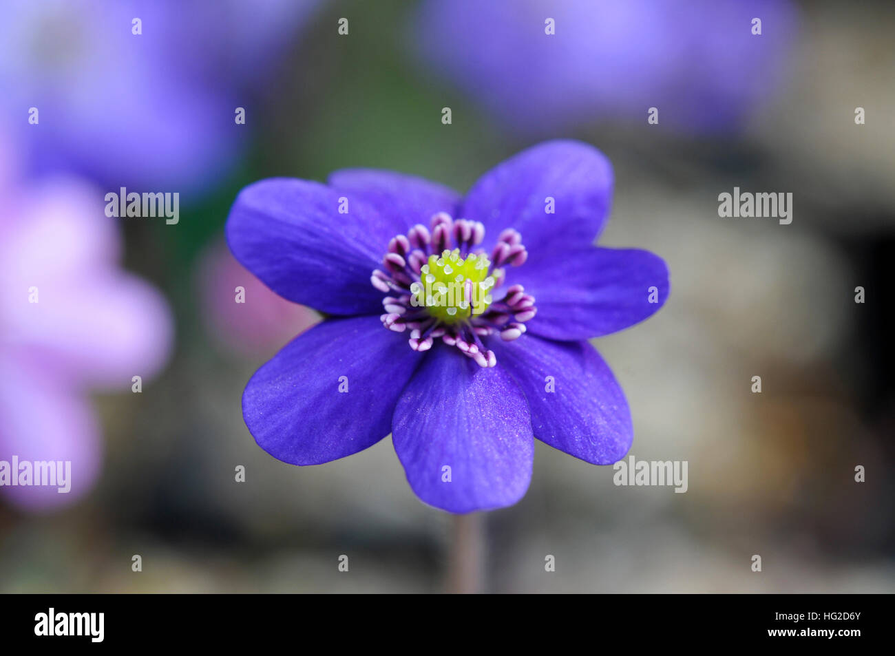 Single flower of a blue Liverleaf Stock Photo