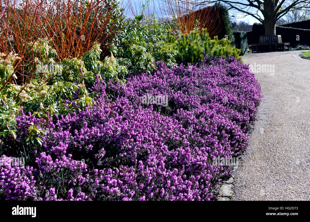 A Colourful Border of Winter Flowering Heathers at RHS Garden Harlow Carr, Harrogate, Yorkshire. England UK. Stock Photo