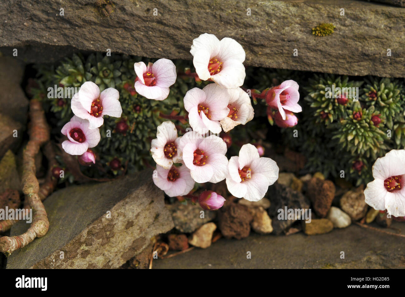 Saxifraga x irvingii 'Jenkinsiae' in the rock garden Stock Photo