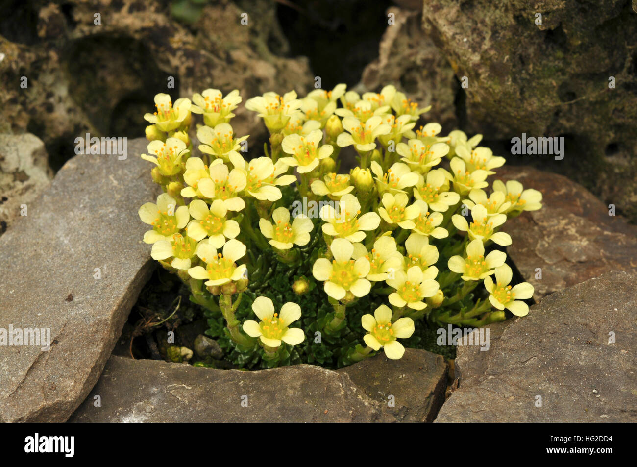 Saxifraga  'Diana' between rocks Stock Photo