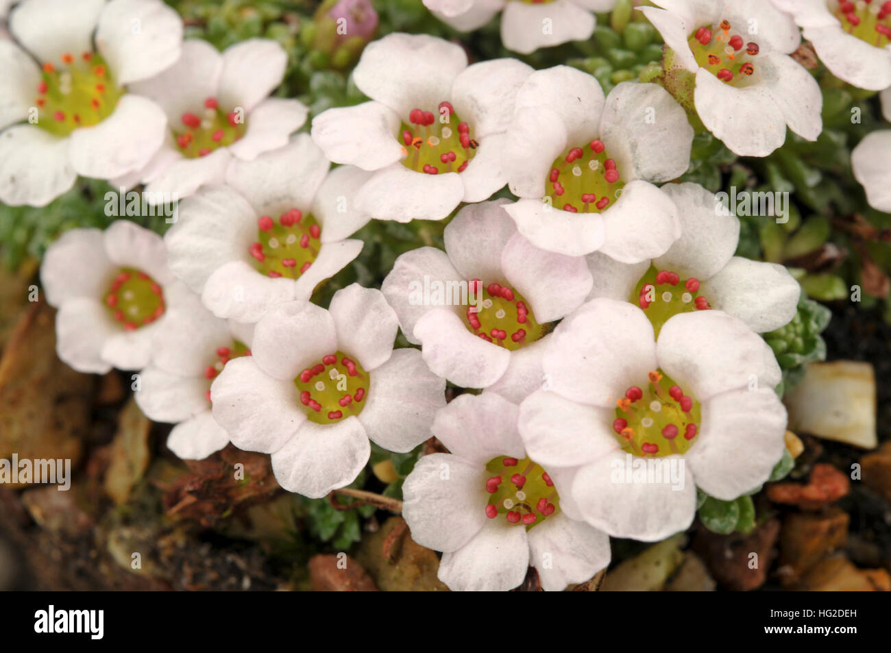 The stunning flowers of Saxifraga andersonii x poluniniana 'Allendale Host' Stock Photo