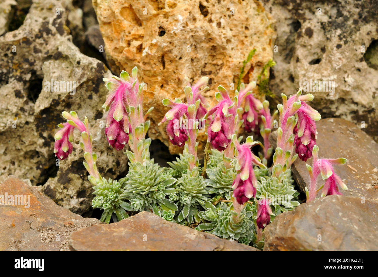 Saxifraga stribrnyi 'Tristan' Stock Photo