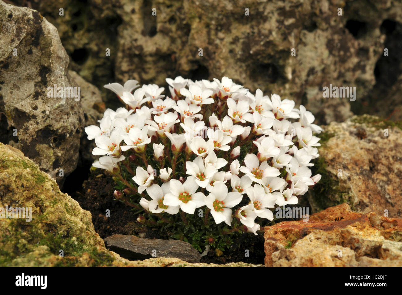 Saxifraga x abingdonensis 'Judith Shackleton' Stock Photo