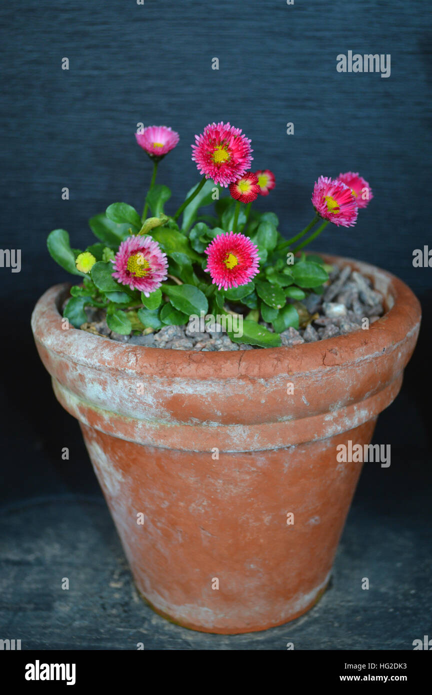 Pink Bellis Perennis (Pomponette Mixed) Daisies in Flower Pot Display at RHS Garden Harlow Carr, Harrogate, Yorkshire. England. Stock Photo