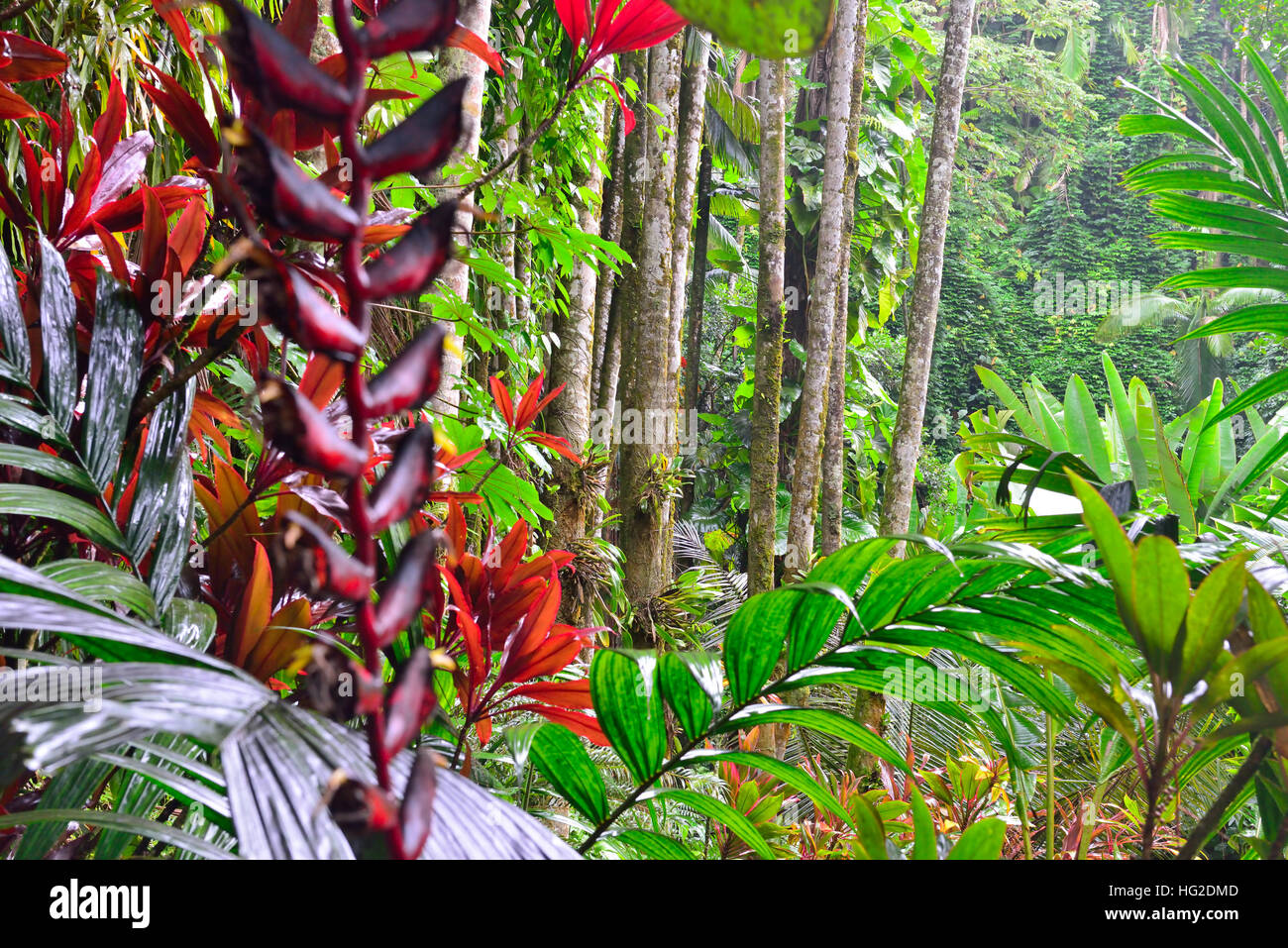 Vegetation of Hawaii Stock Photo - Alamy