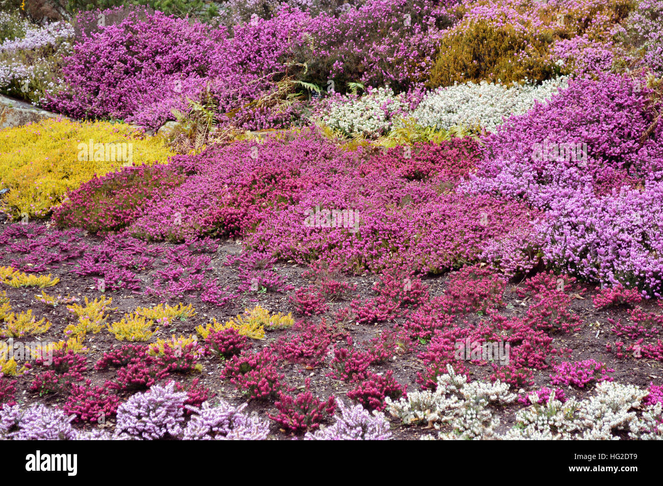 A Colourful Bank of Winter Flowering Heathers at RHS Garden Harlow Carr, Harrogate, Yorkshire. England UK. Stock Photo