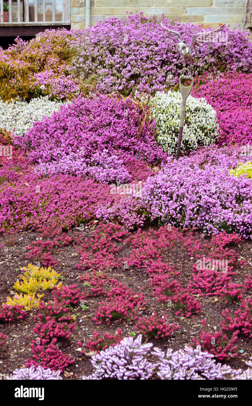 A Colourful Bank of Winter Flowering Heathers at RHS Garden Harlow Carr, Harrogate, Yorkshire. England UK. Stock Photo