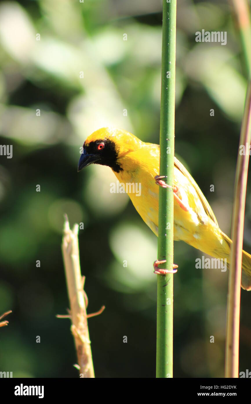 Male Masked Weaver Bird perched on a reed Stock Photo Alamy