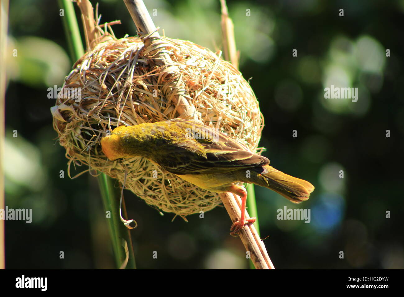 Southern African male Masked Weaver bird taking apart a nest. Stock Photo