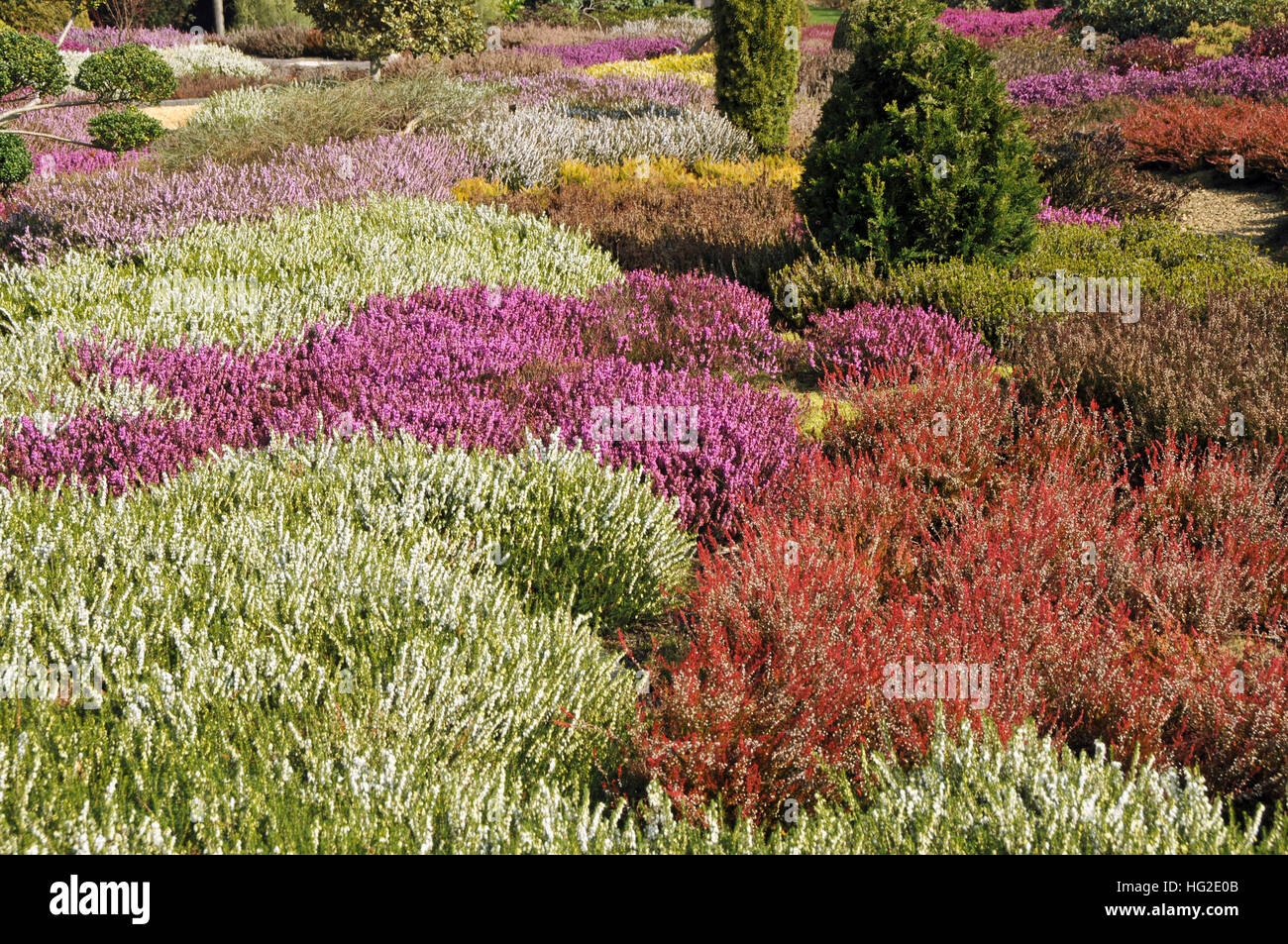 Heather garden with different flowering heathers and some confers Stock Photo