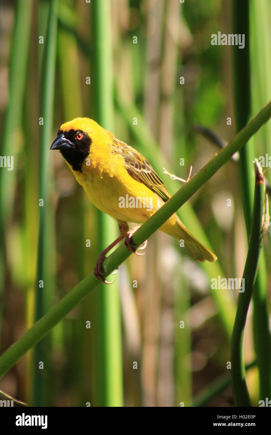 Male Masked Weaver Bird perched on a reed Stock Photo Alamy