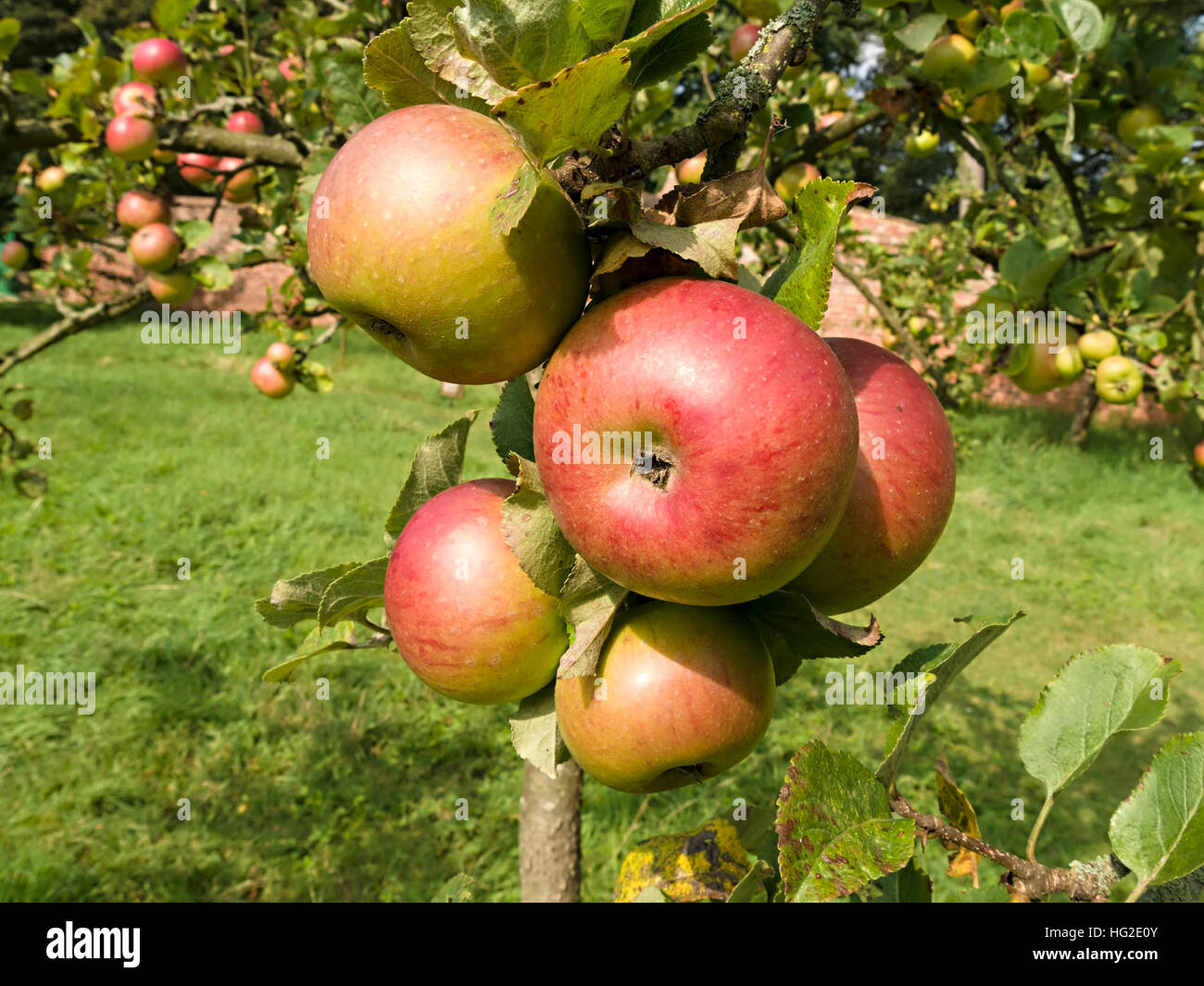 Bunch of Malus domestica Newton Wonder cooking apples growing on apple tree in orchard, UK. Stock Photo