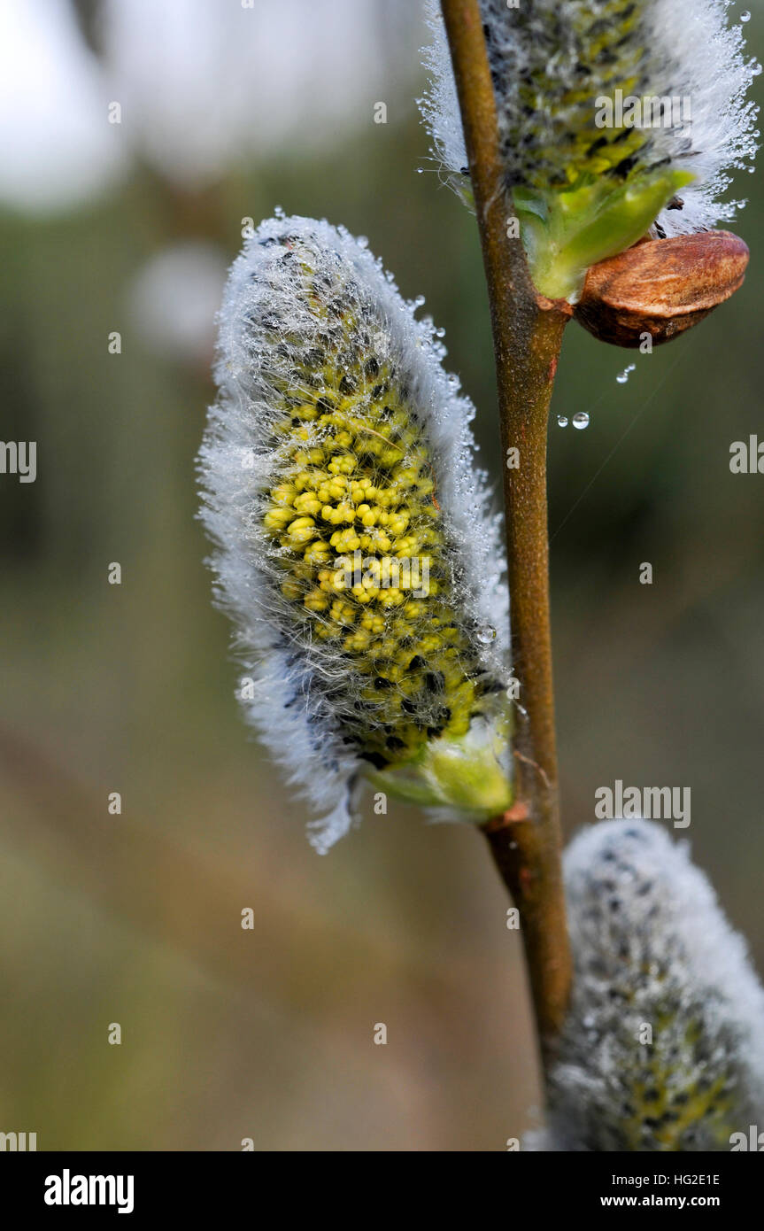 male catkin of a willow Stock Photo