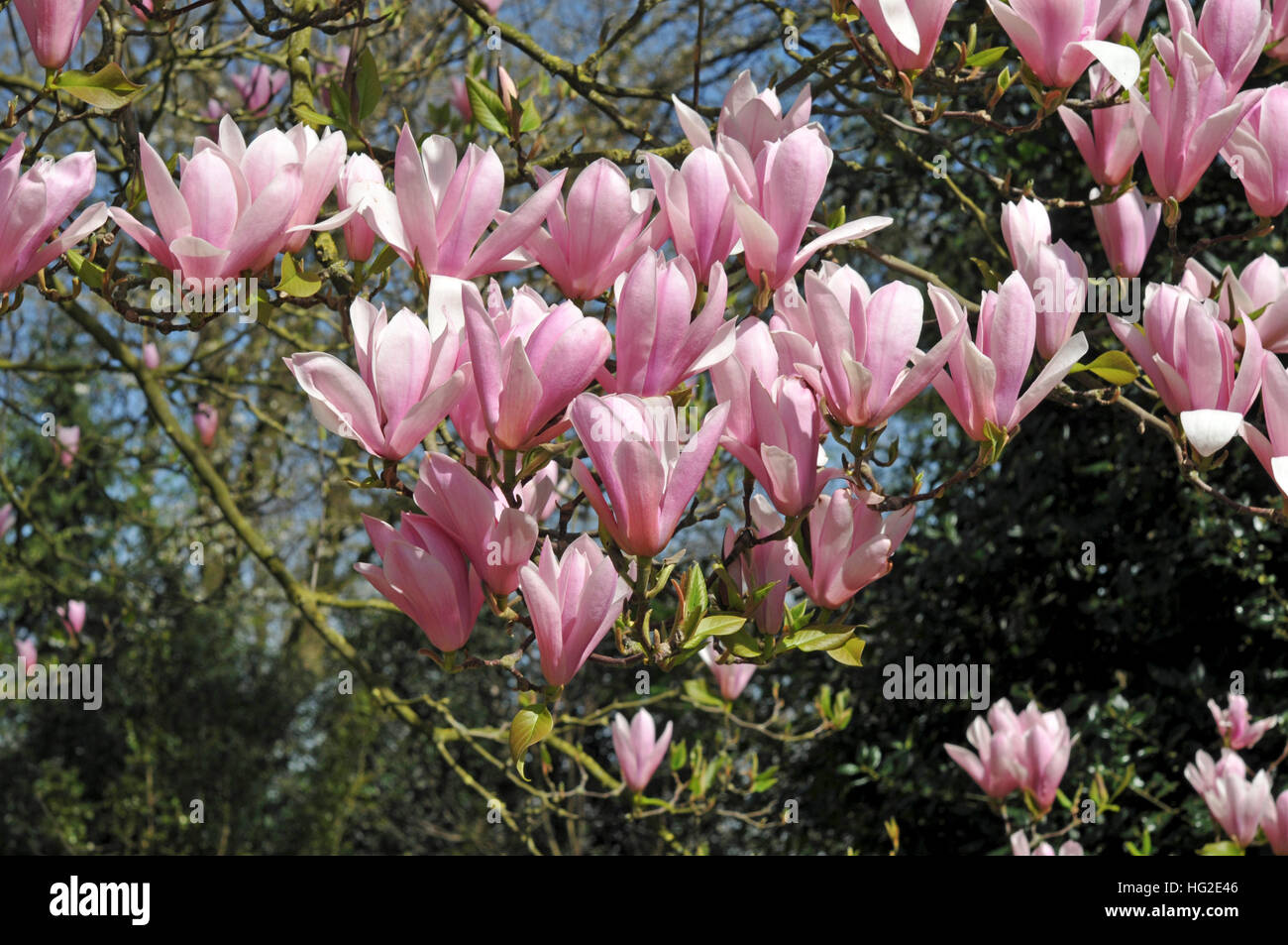 Magnolia (Gresham-hybr.) 'Heaven Scent' Stock Photo
