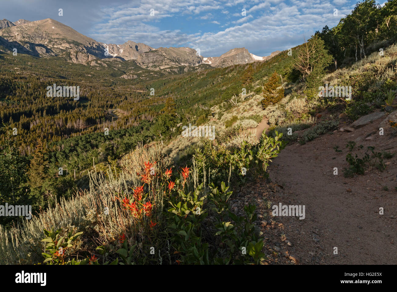 Mountains wildflowers hi-res stock photography and images - Alamy