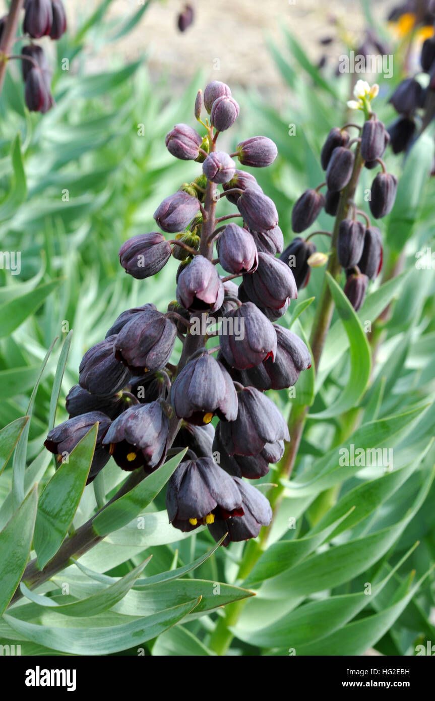 Fritillaria persica Stock Photo