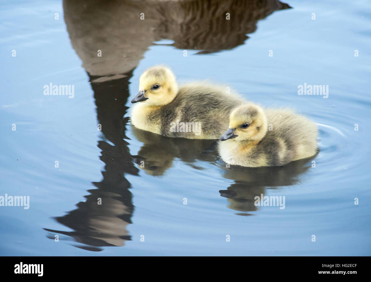canada geese goslings Stock Photo