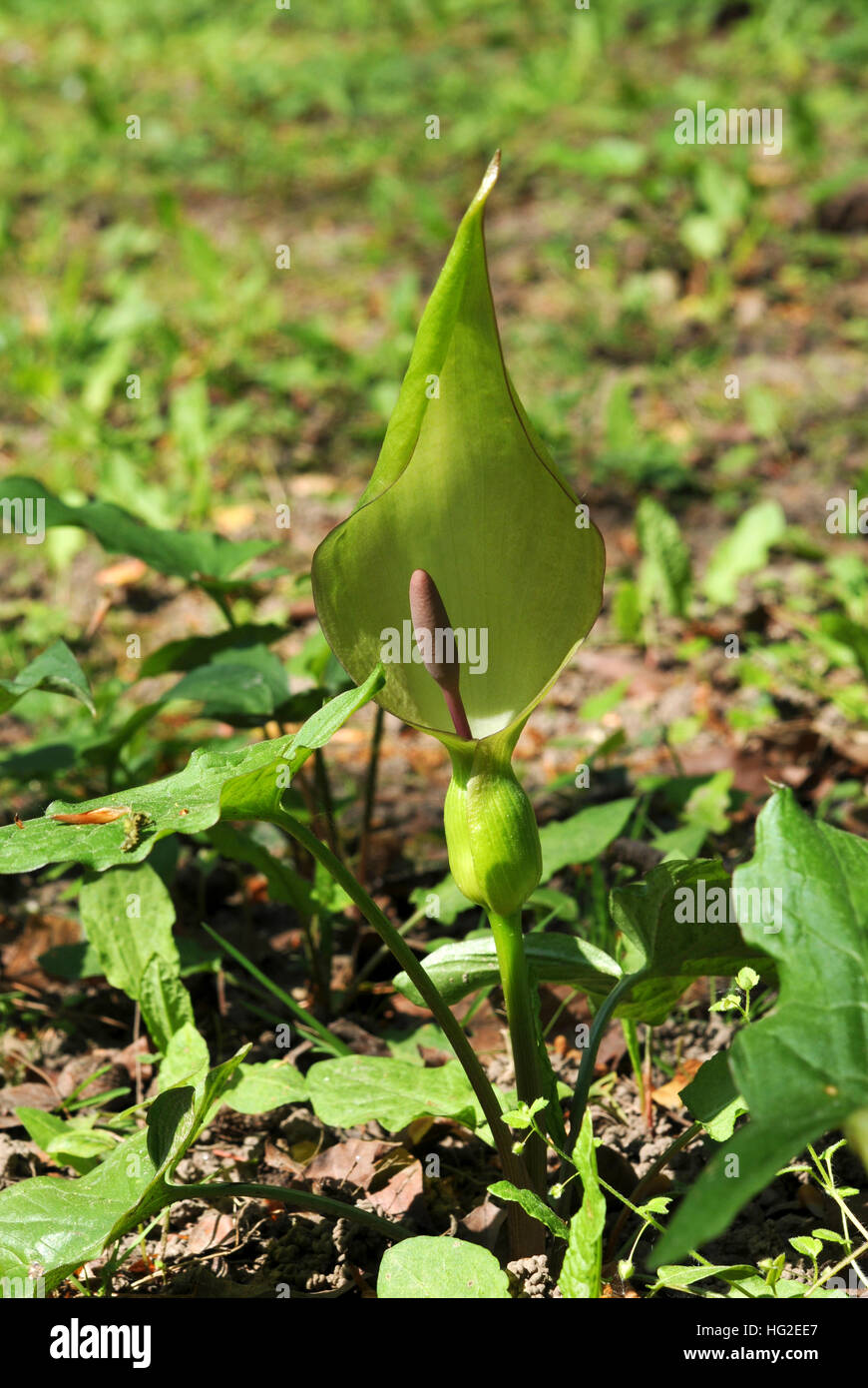 Cuckoo pint or Lords-and-Ladies in flower Stock Photo