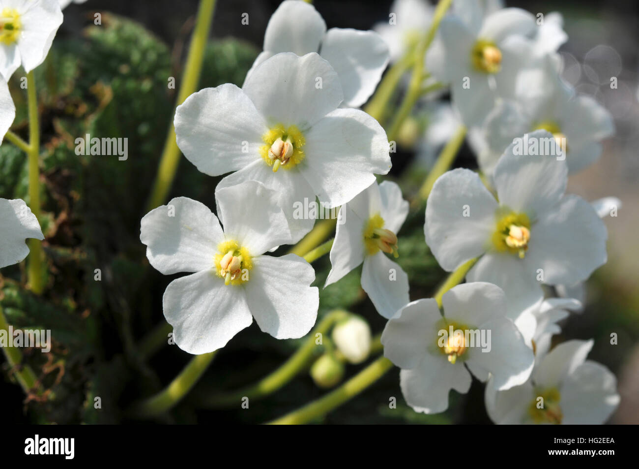 Flowers of Ramonda nathaliae 'Alba' Stock Photo