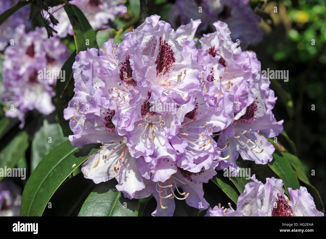 Rhododendron 'Blue Peter' Stock Photo