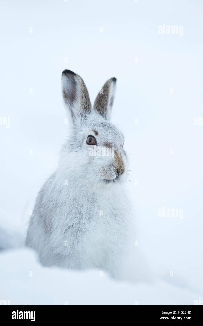 Mountain hare (Lepus timidus) sitting up in snow Stock Photo