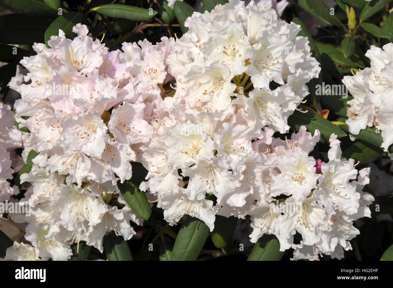 japanische stechpalme blte Ilex crenata