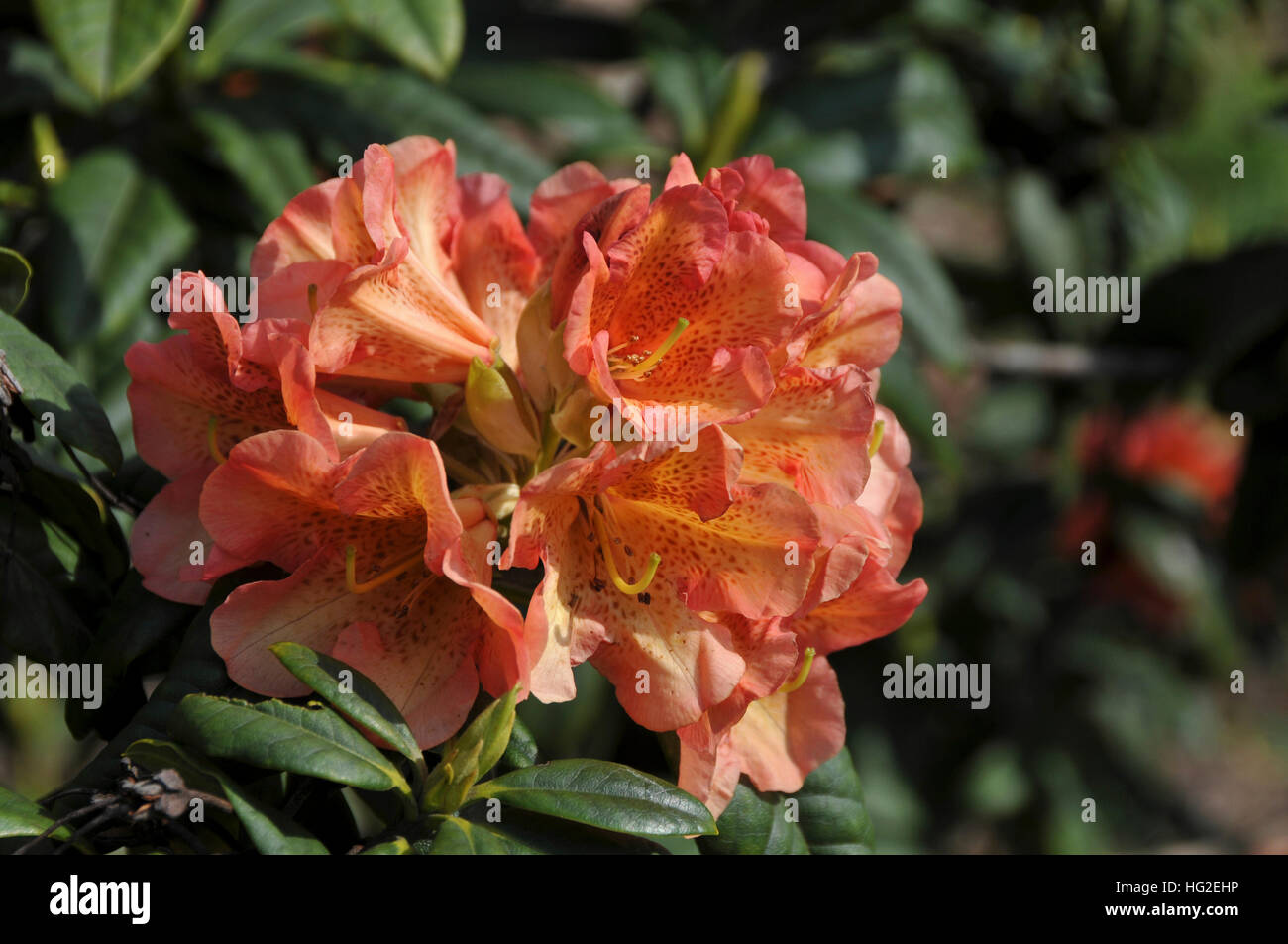 Rhododendron 'Orangengold' Stock Photo