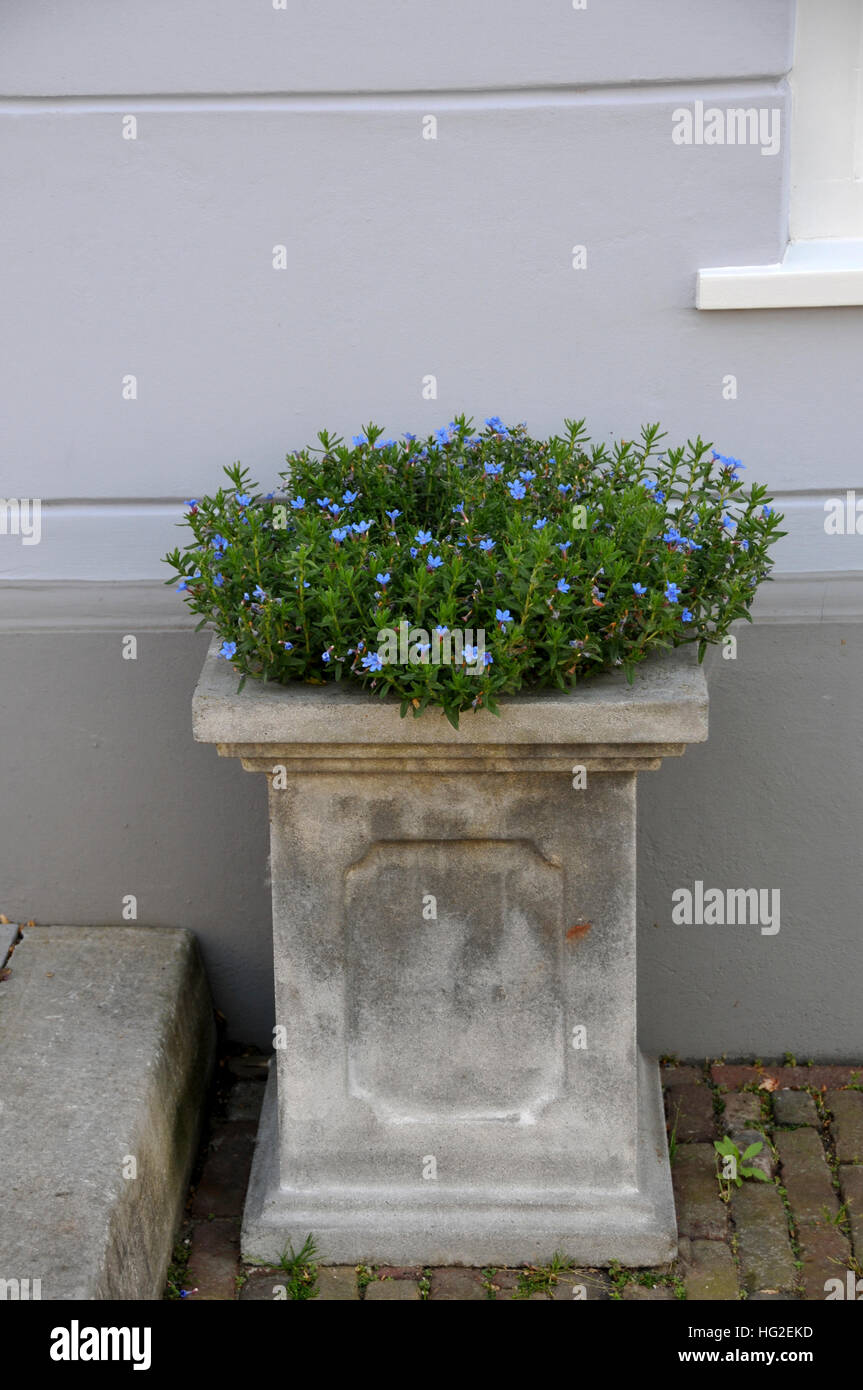 Planter with blue flowering plant before a wall Stock Photo