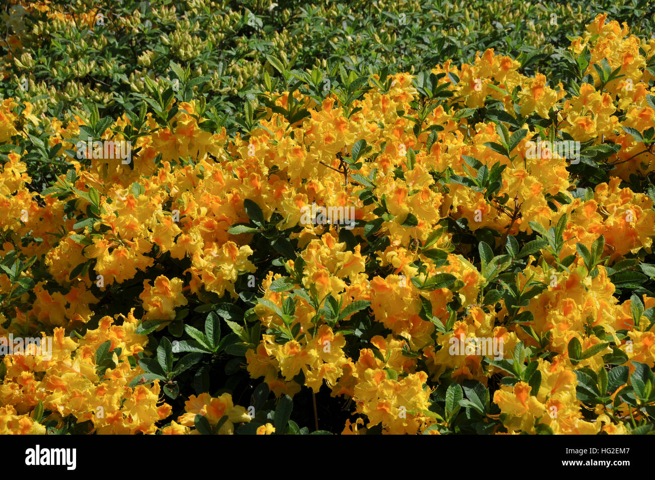 Rhododendron ' Marion Merriman'  (Mollis Azalea) Stock Photo