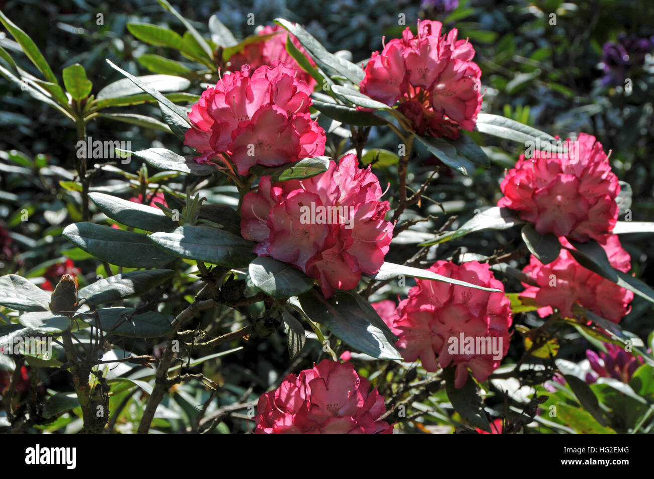 Rhododendron 'Ann Lindsay' Stock Photo