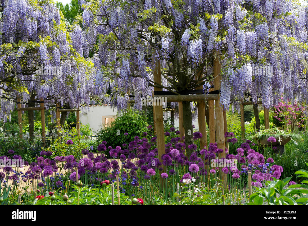 Stunning combination of Wisteria and Allium Stock Photo Alamy