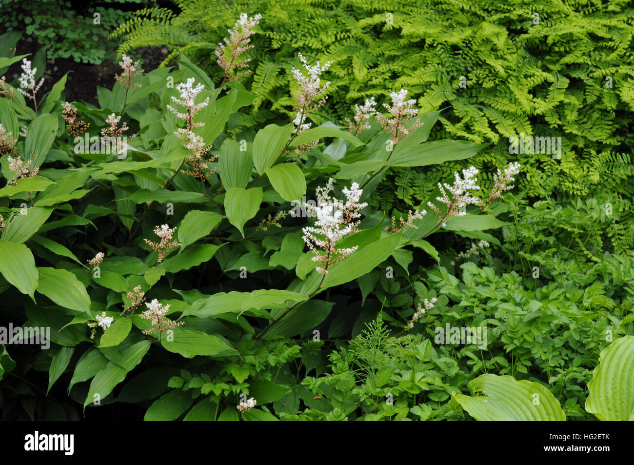 Solomon's Plume or Smilacina racemosa in full flower Stock Photo
