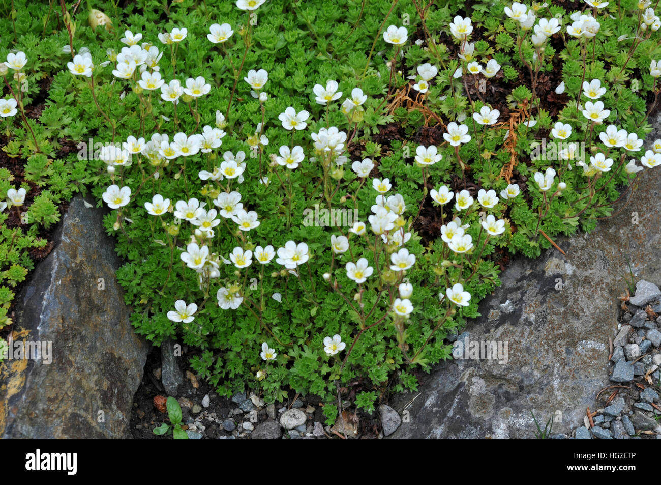 Flowering plant of Saxifraga vayredana Stock Photo