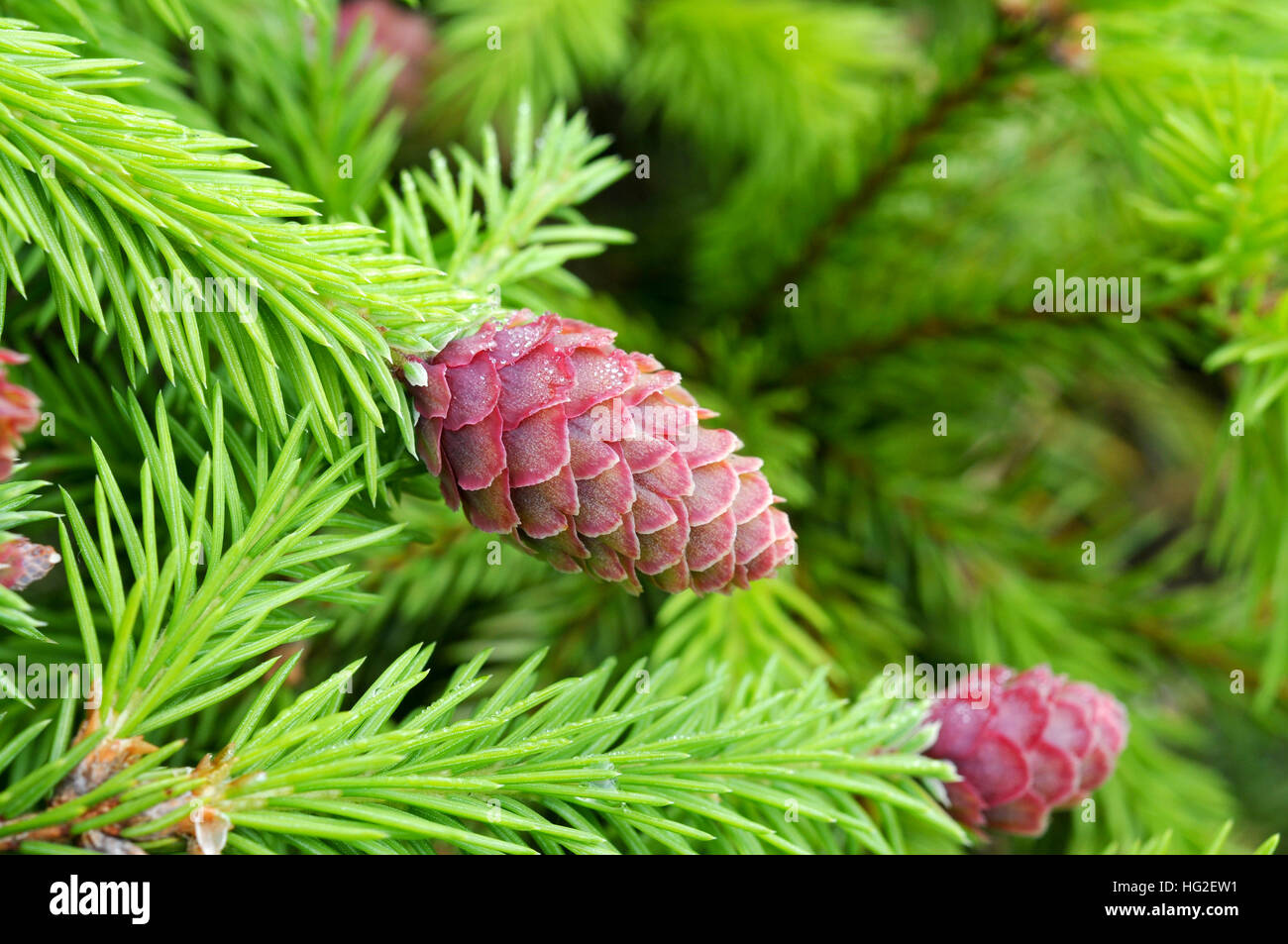 New cone of Picea abies 'Push' Stock Photo