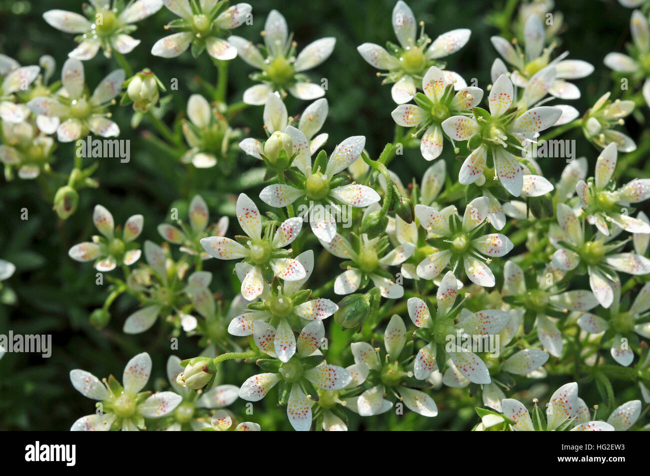 Saxifraga cherlerioides var. rebunshirensis Stock Photo