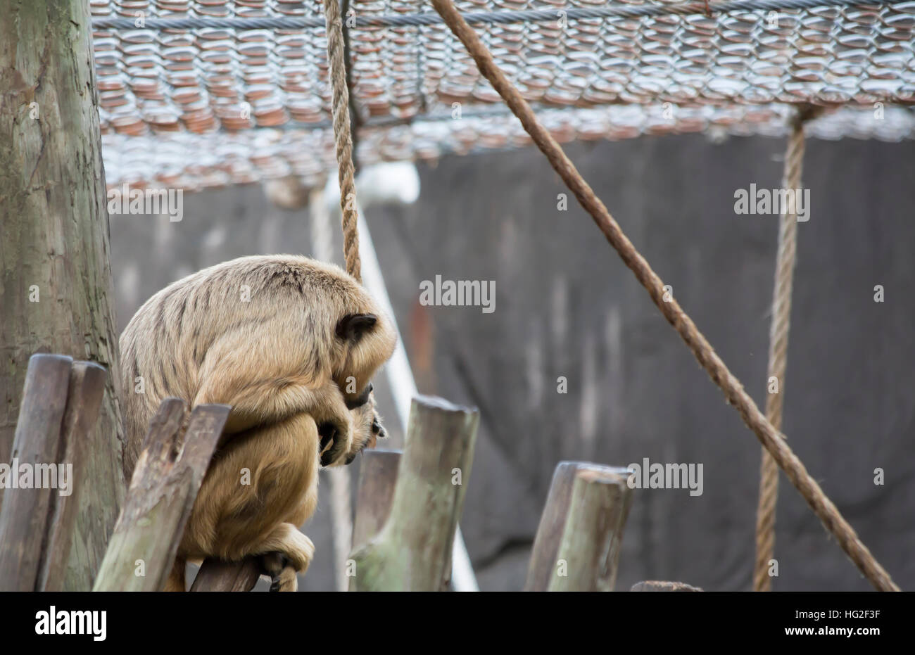 Arboreal perch hi-res stock photography and images - Alamy