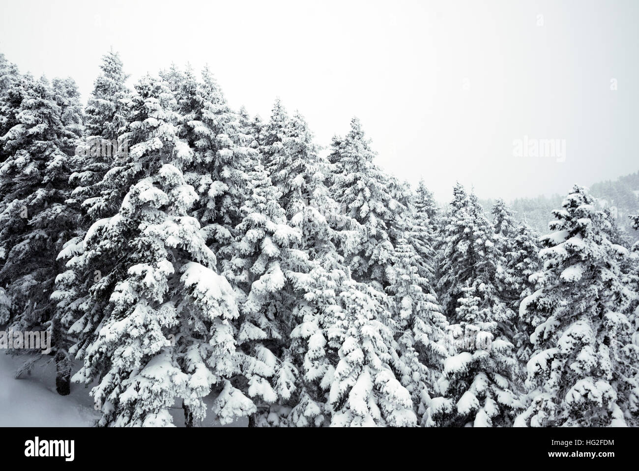 Pine trees and snow in winter landscape Stock Photo - Alamy