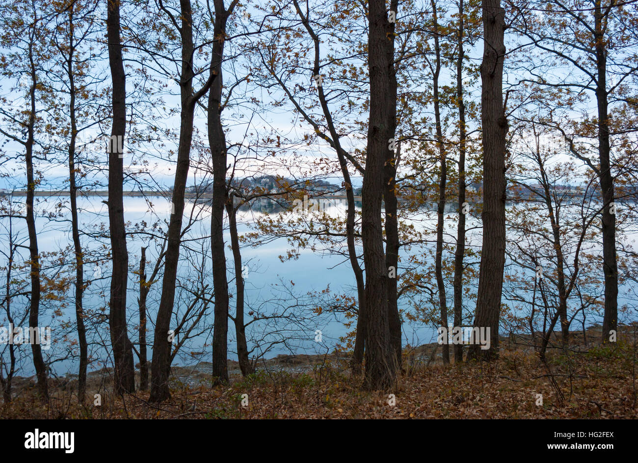 The treelined shore of the Weir River estuary, with Hull waterfront