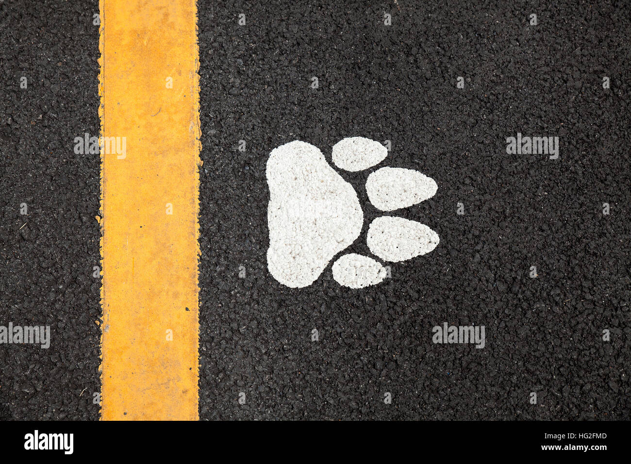 dog footprint on the road Stock Photo