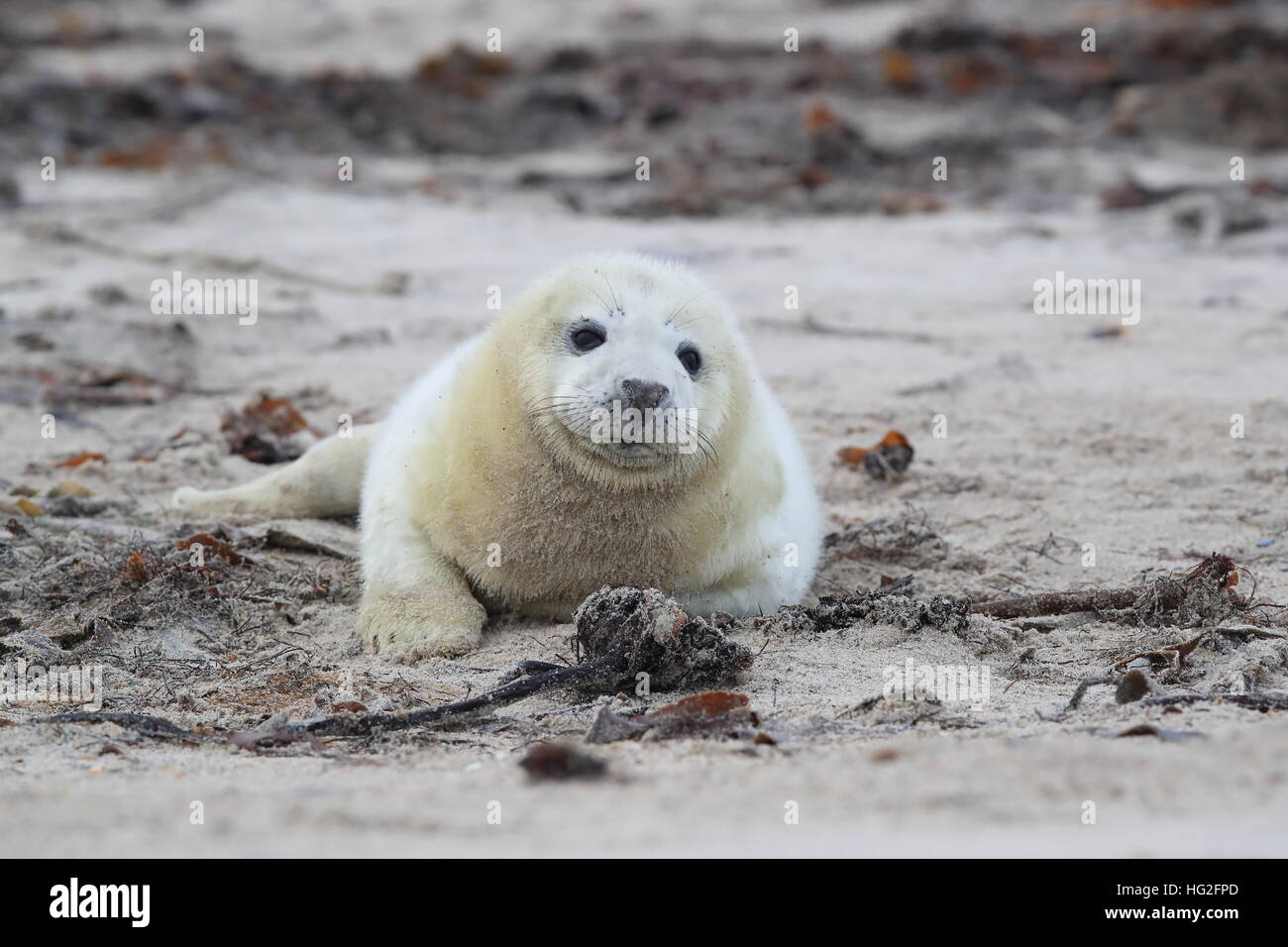 Gray Seal (Halichoerus grypus) Pup Helgoland Germany Stock Photo - Alamy