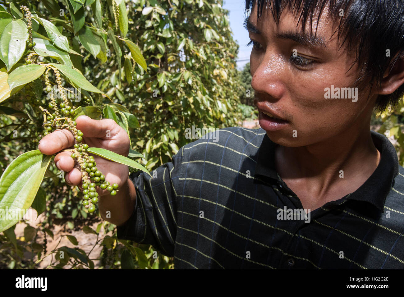 Black pepper creepers hires stock photography and images Alamy