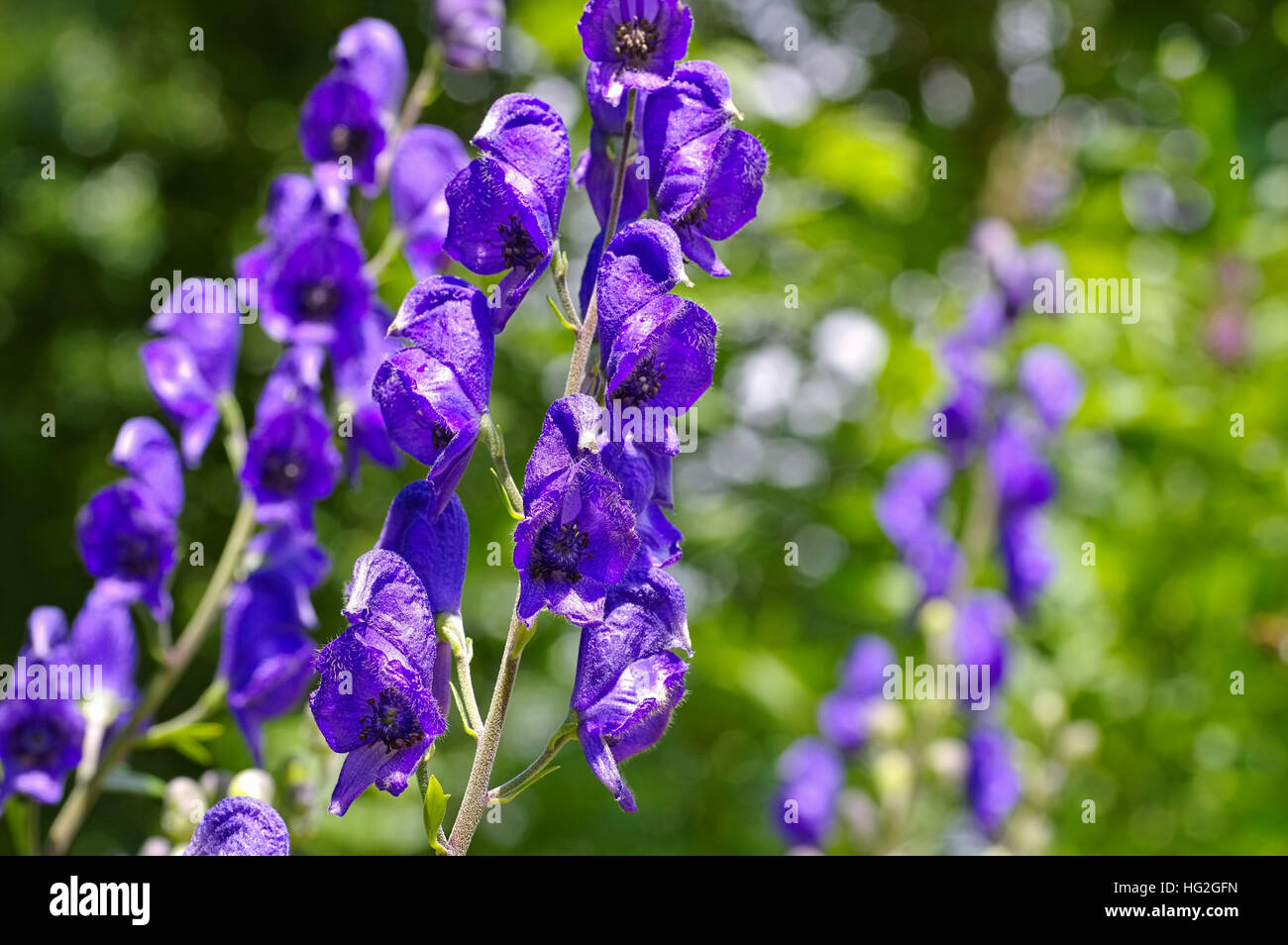 Blauer Eisenhut oder Aconitum napellus - Common Monkshood or Aconitum napellus flower Stock Photo
