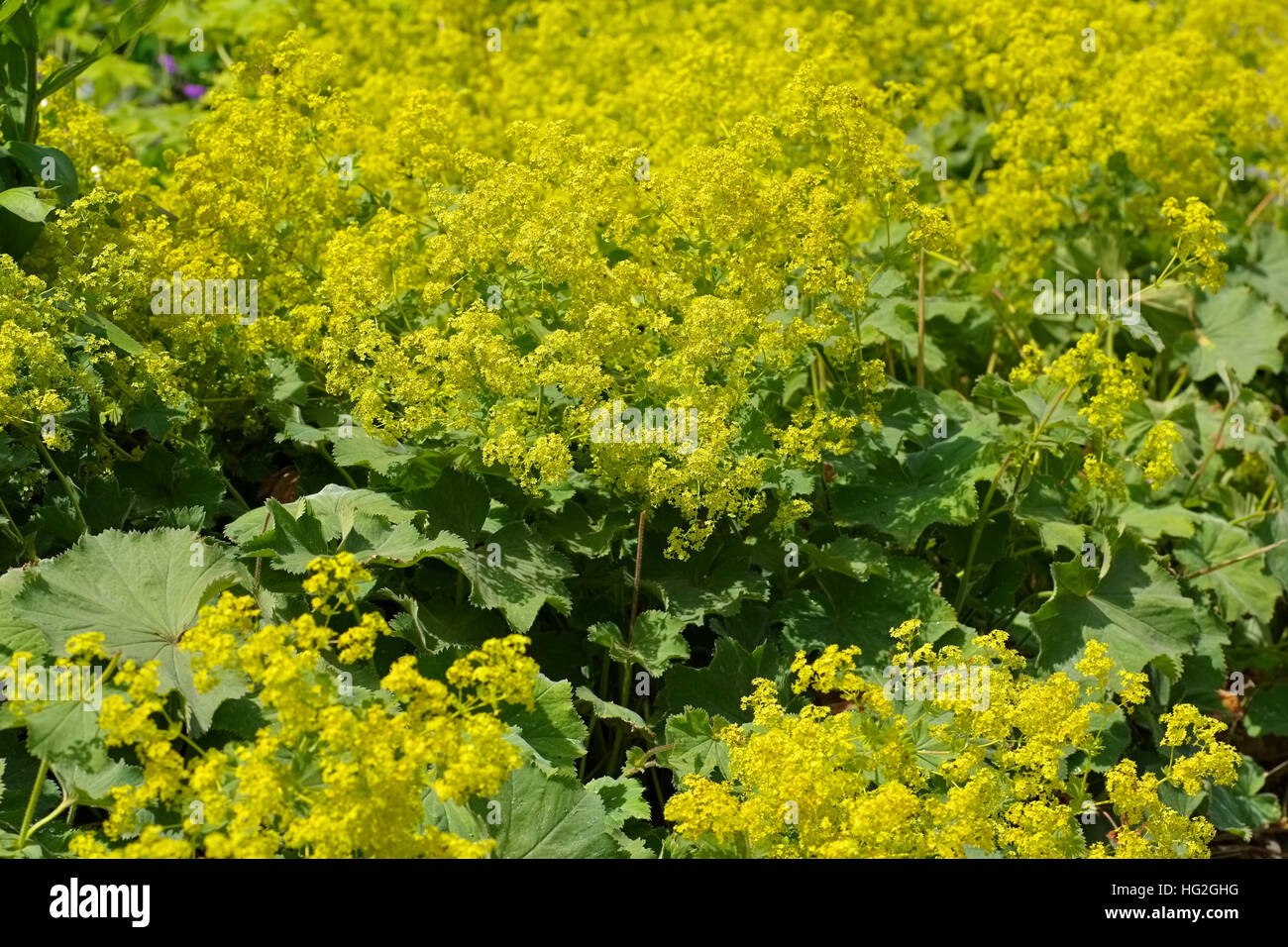 die Heilpflanze Frauenmantel - the herbal plant ladys-mantle or Alchemilla mollis Stock Photo