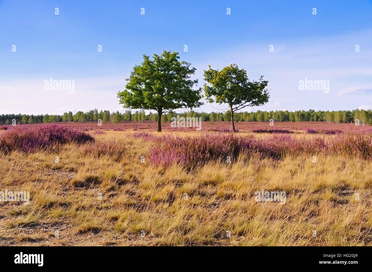 blühende Heidelandschaft im Spätsommer - Heath landscape with flowering Heather, Calluna vulgaris Stock Photo